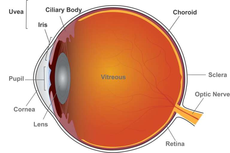 uvea-clinic SERVICES